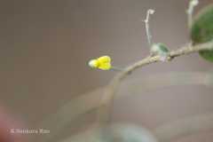 Crotalaria evolvuloides